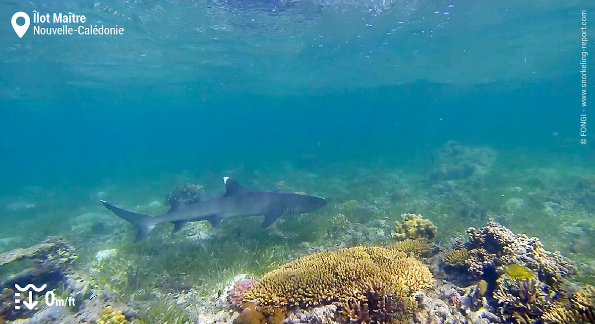 Requin-corail à pointes blanches à l'Îlot Maître