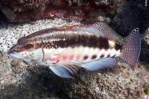 Serranus psittacinus