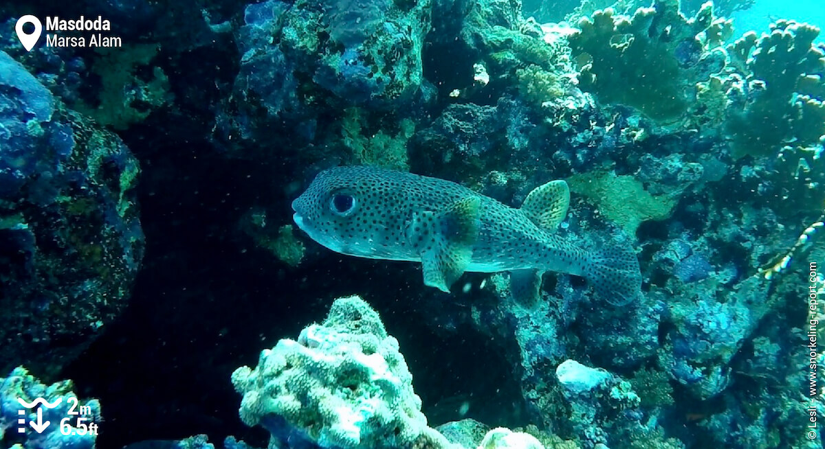 Spot-fin porcupinefish at Masdoda