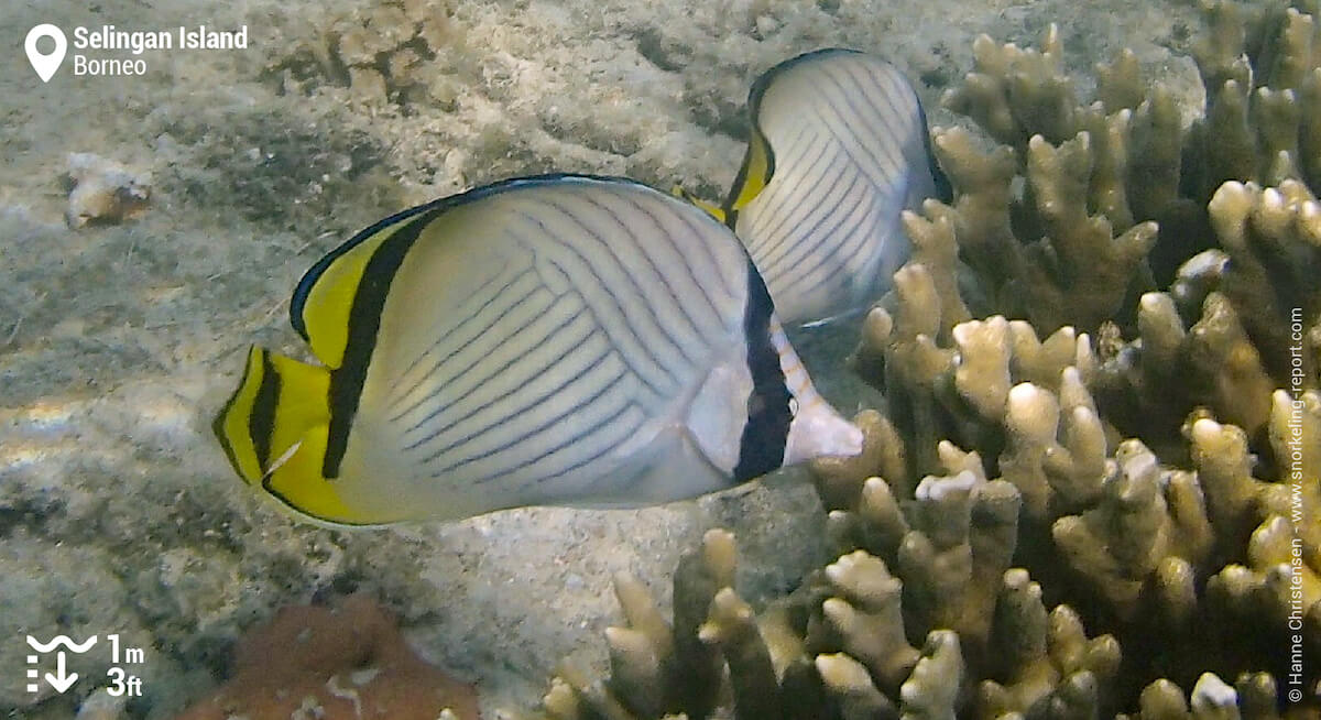Vagabond butterflyfish in Selingan Island