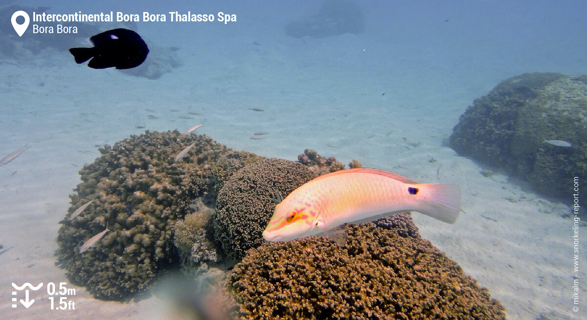 Reef fish in Intercontinental lagoon