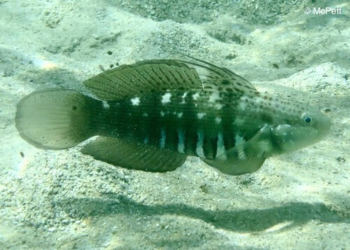 Amblygobius semicinctus