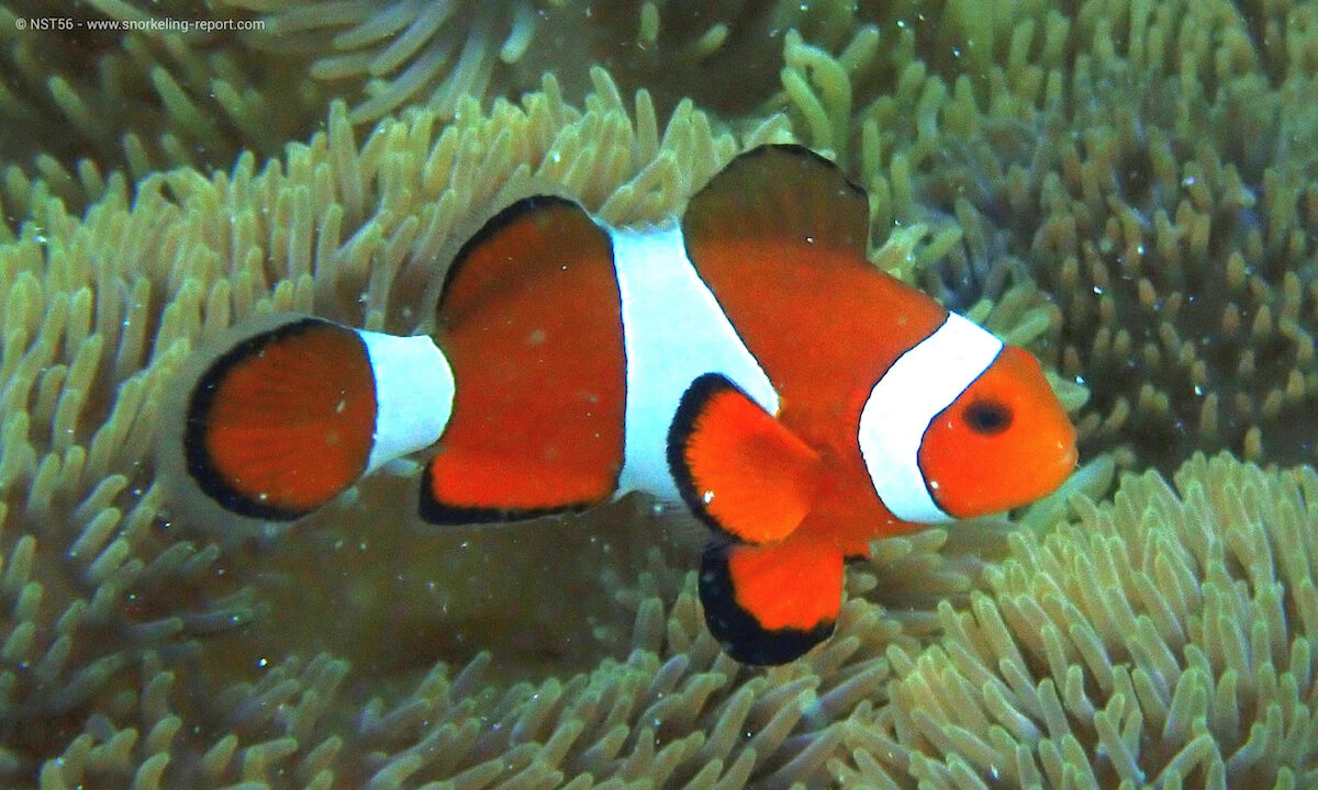 Ocellaris clownfish in Wakatobi