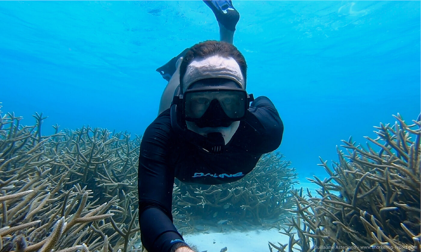 A snorkeler swims above staghorn coral in Bonaire