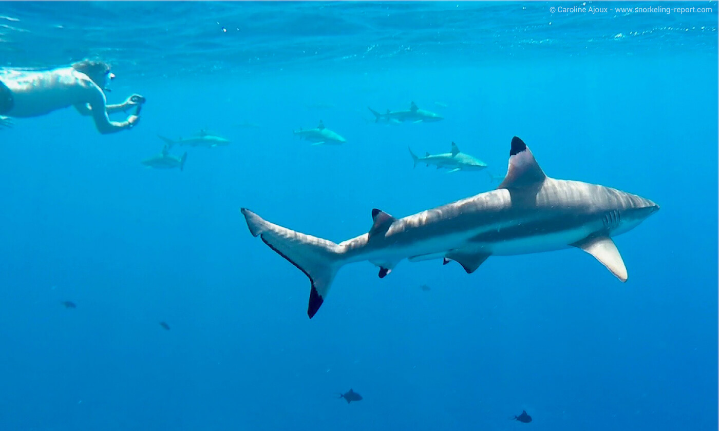 A snorkeler takes a picture odf a blacktip reef shark in Bora Bora