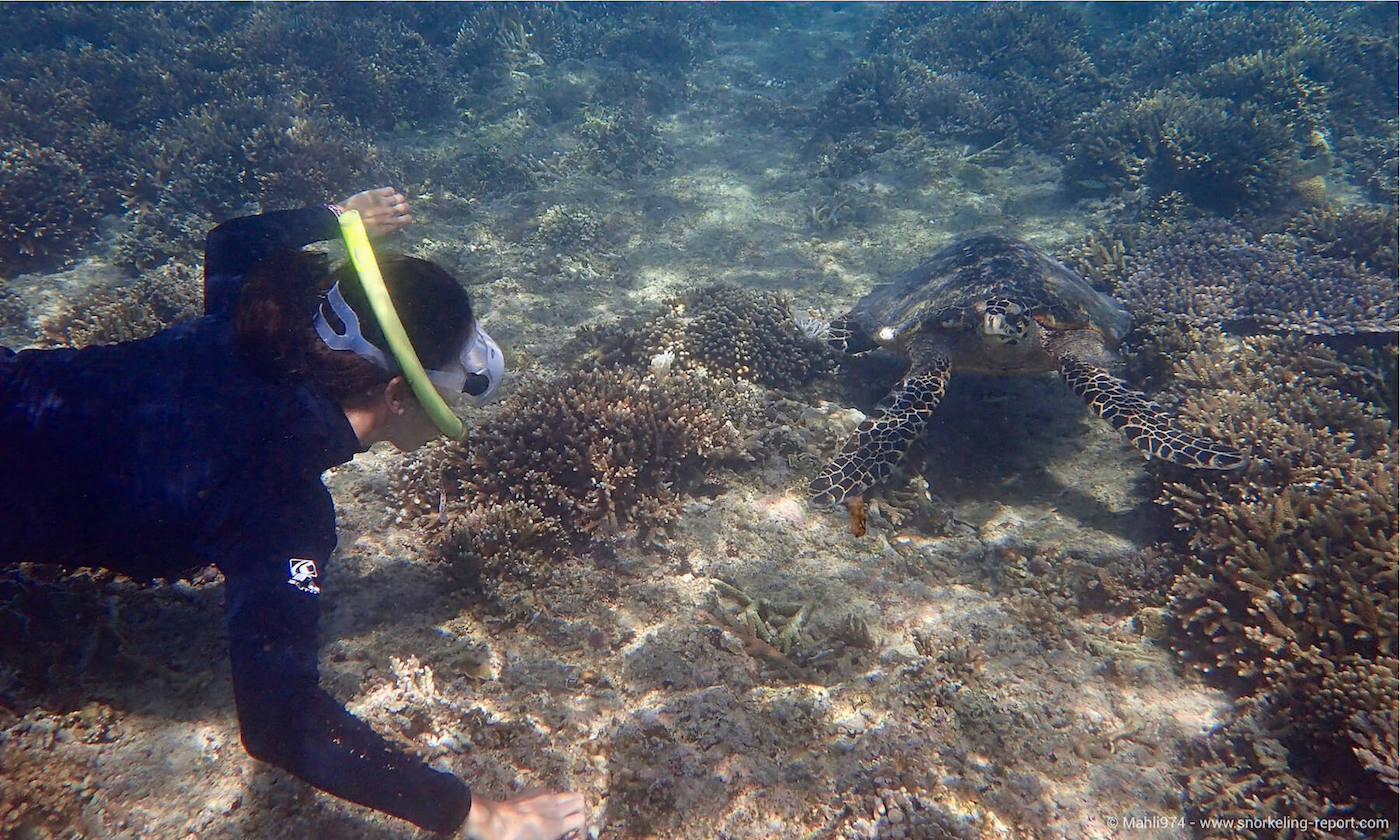 A snorkeler observes a sea turtle in Indonesia