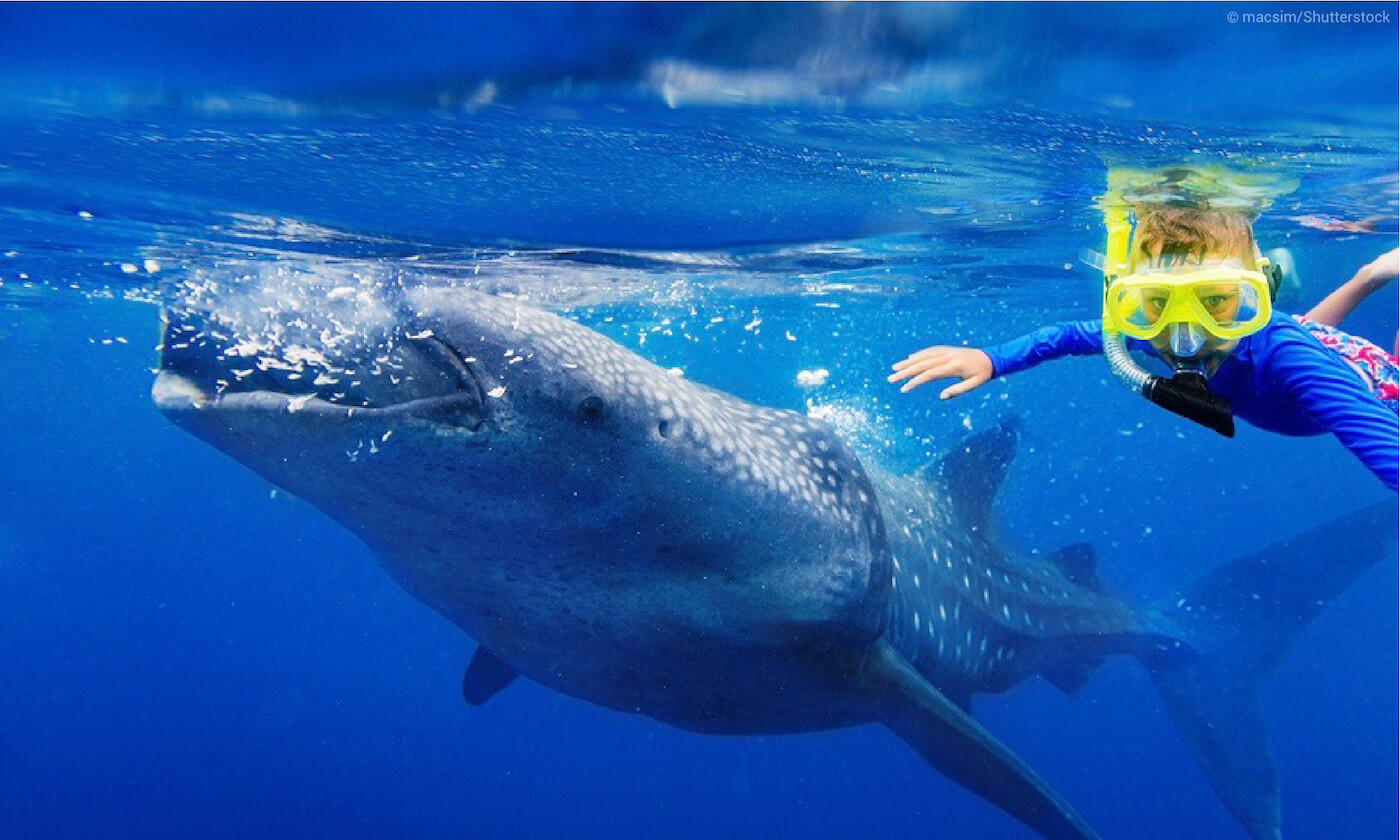 Whale shark encounter in Mexico