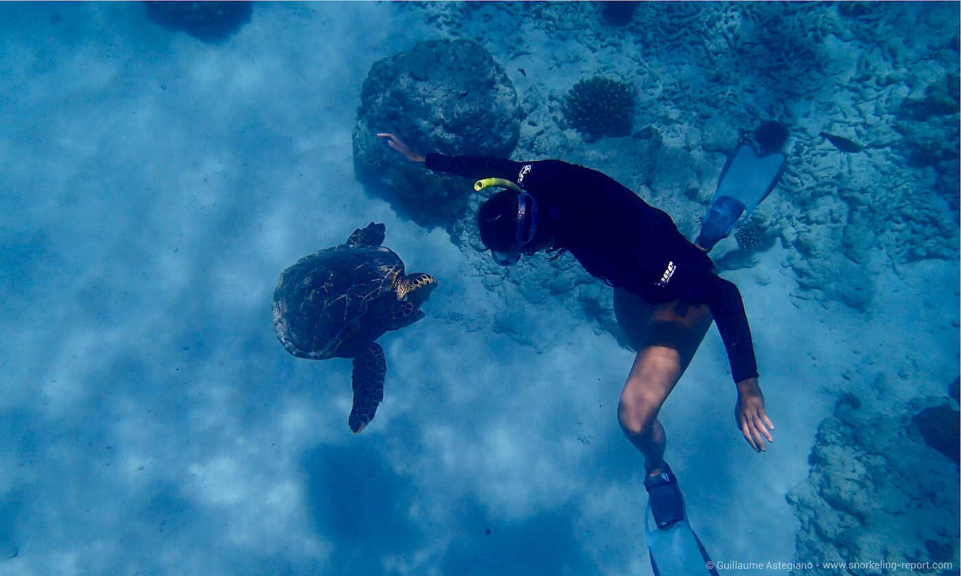 Encounter with an hawksbill sea turtle in Seychelles