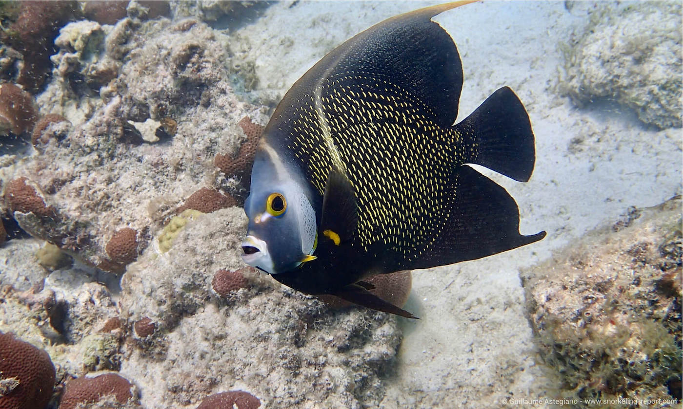 French angelfish in Boca Catalina