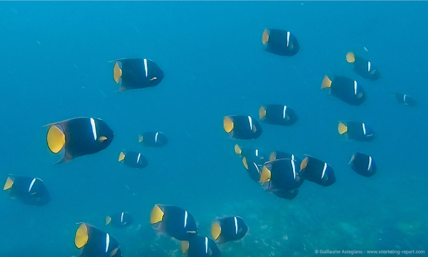 School of king angelfish in the Galapagos Islands