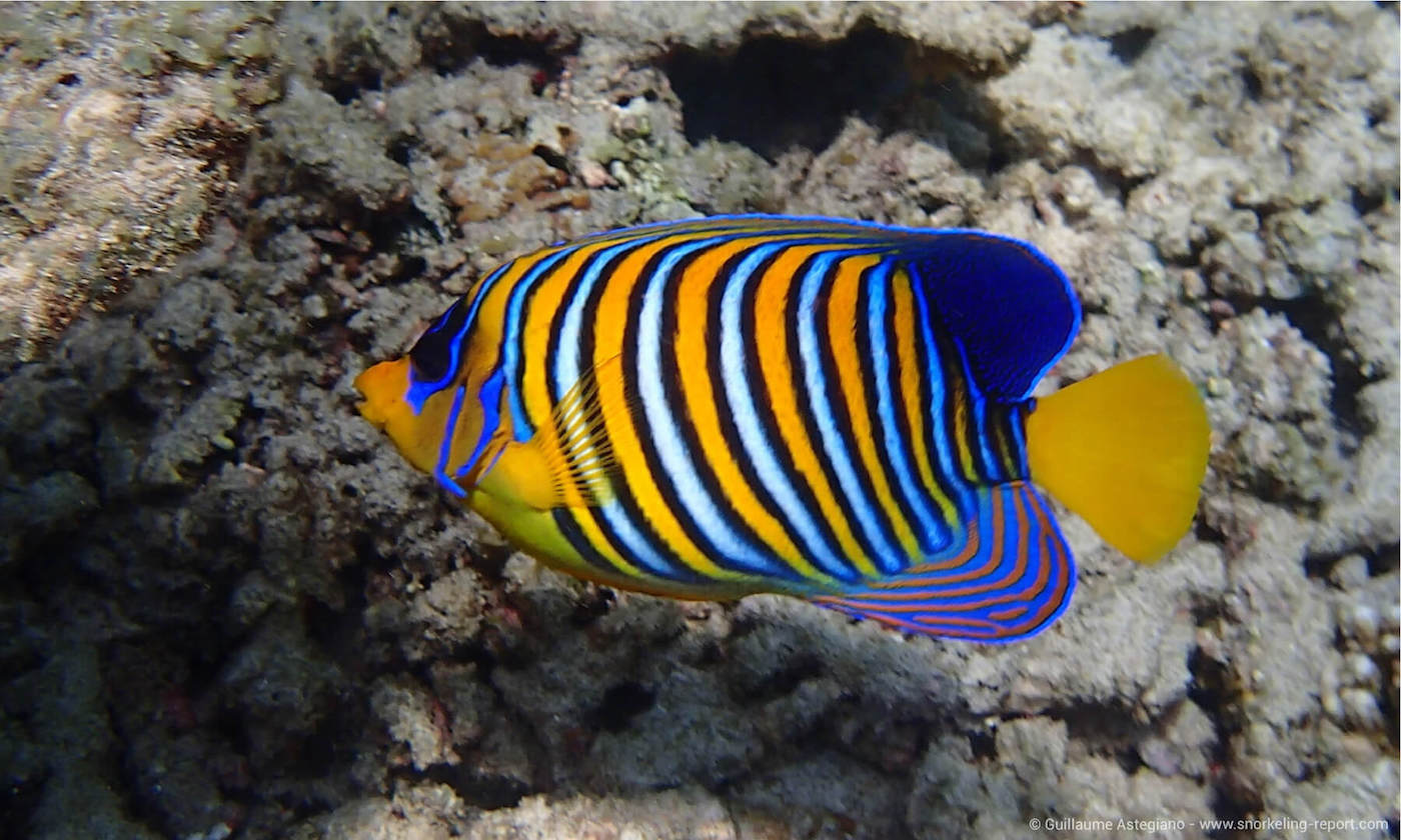 Regal angelfish in Mayotte