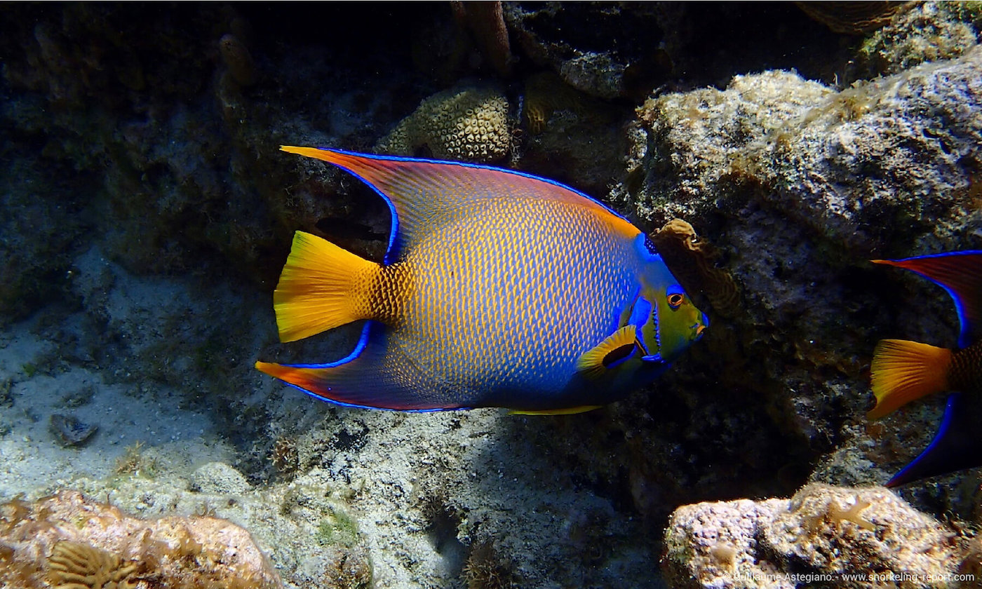 Queen angelfish in West Bay