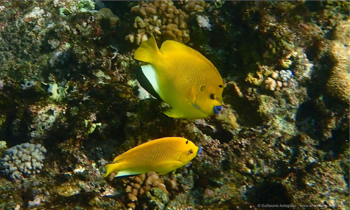 Angelfish in Baie Lazare