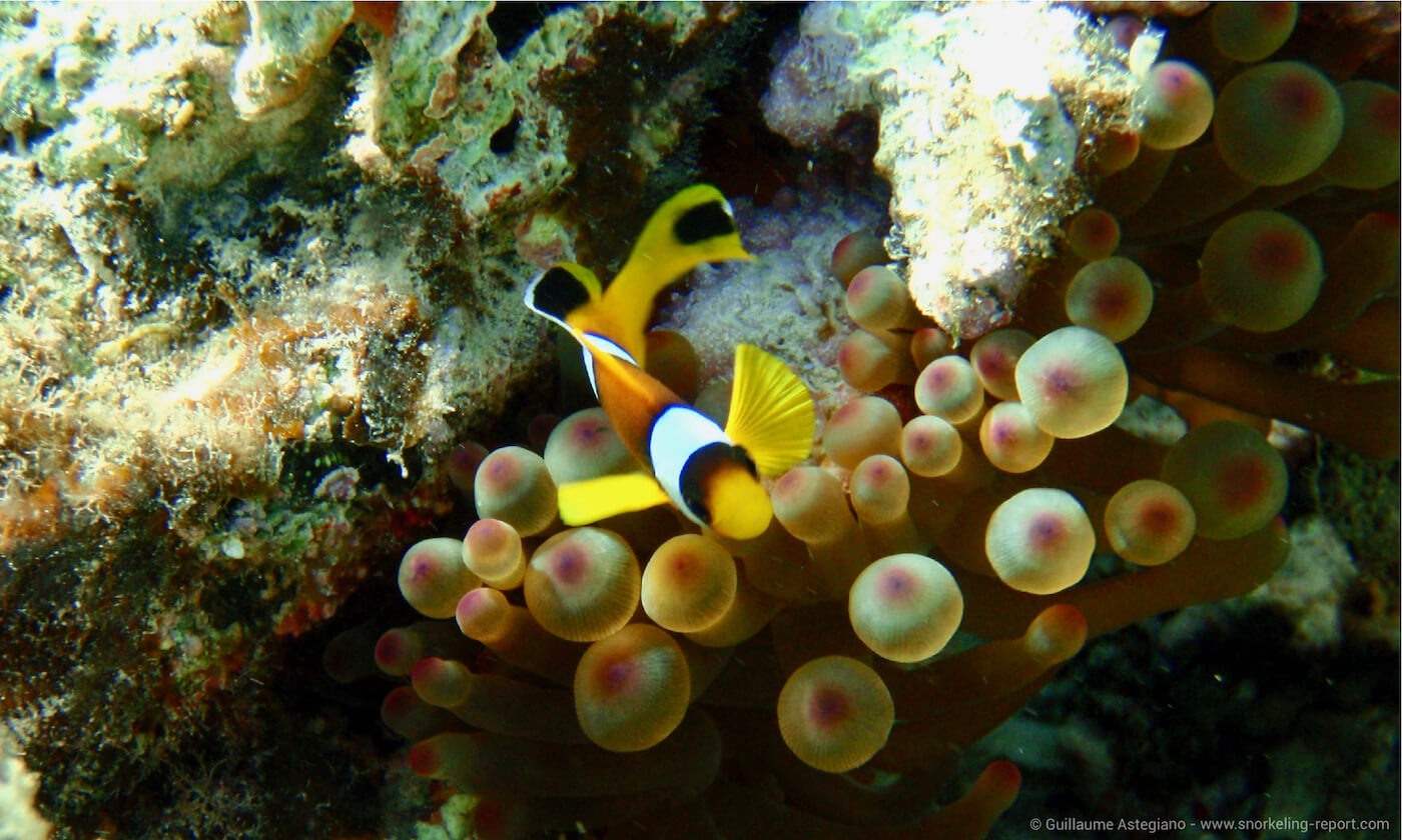 Red Sea clownfish in Aqaba