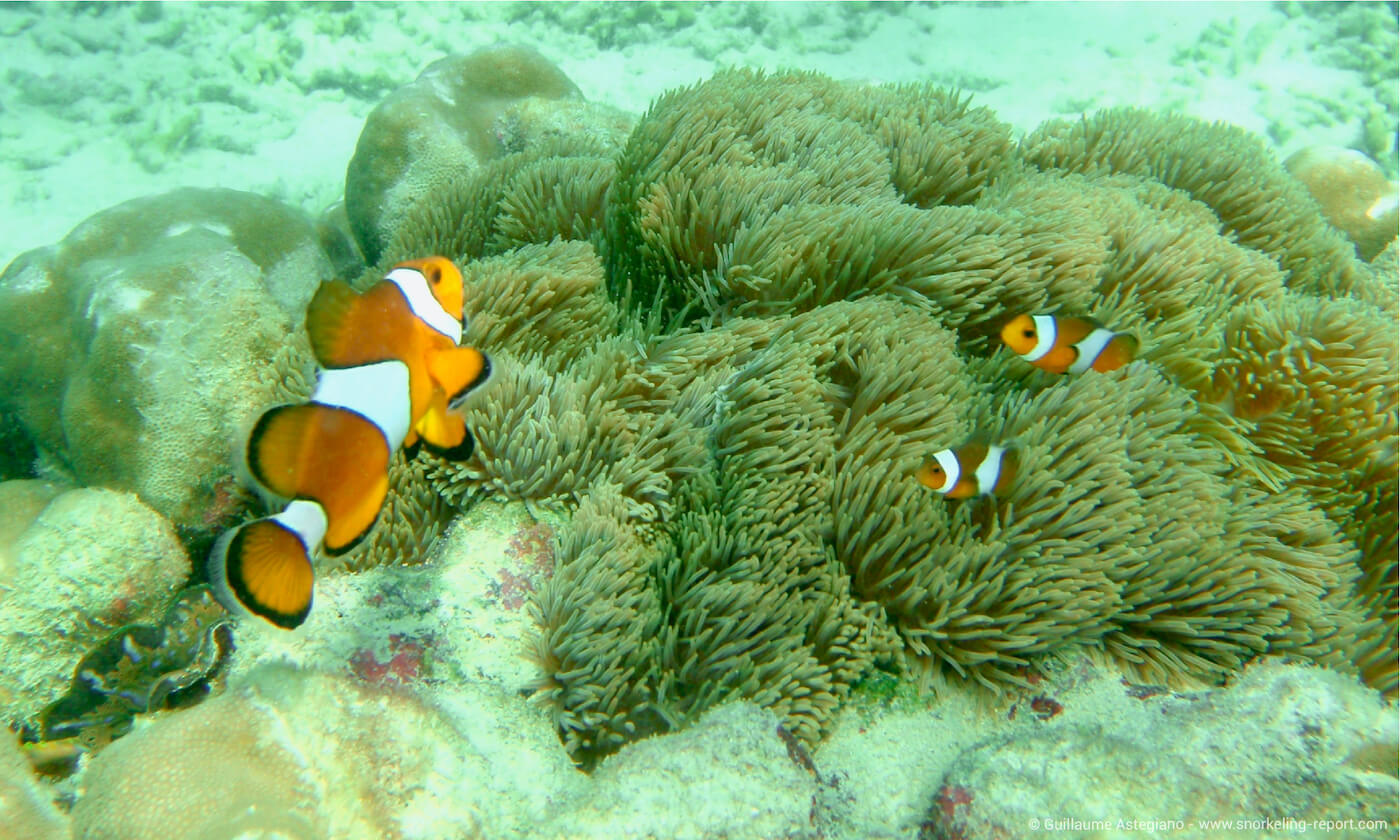 Ocellaris clownfish at Bamboo Island