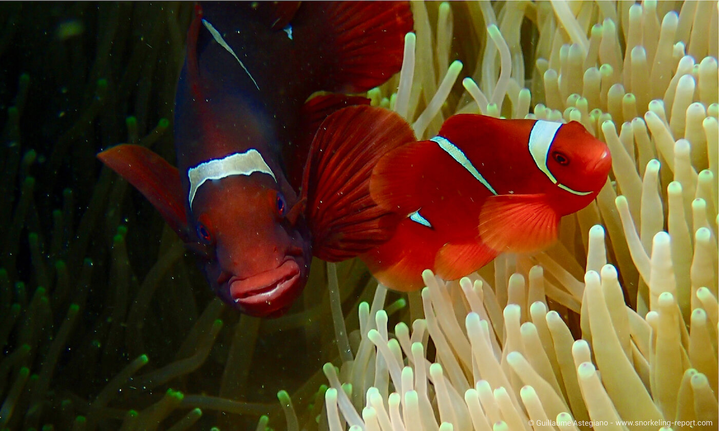 Spinecheek anemonefish in Siladen