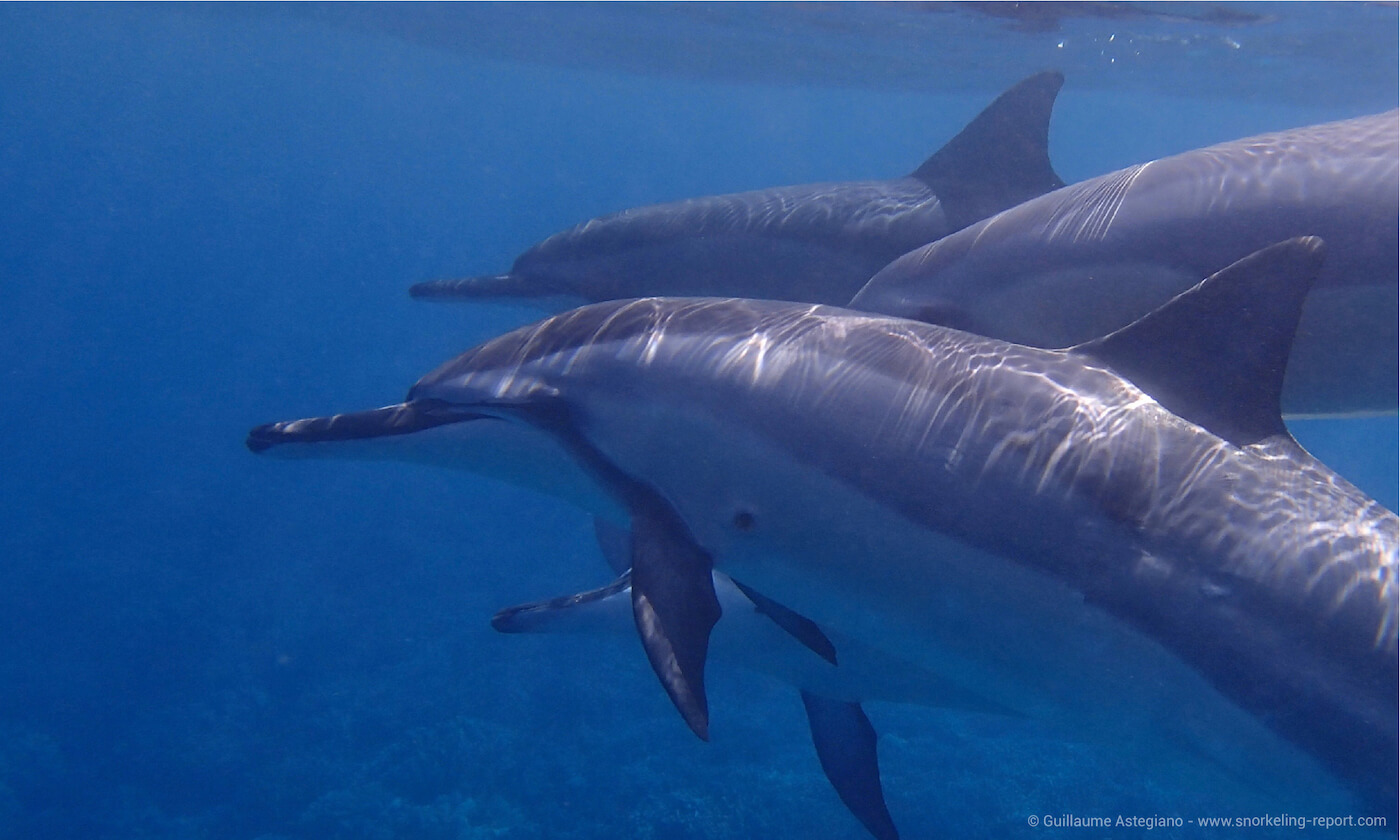 Pod of spinner dolphins at Two Step, Hawaii