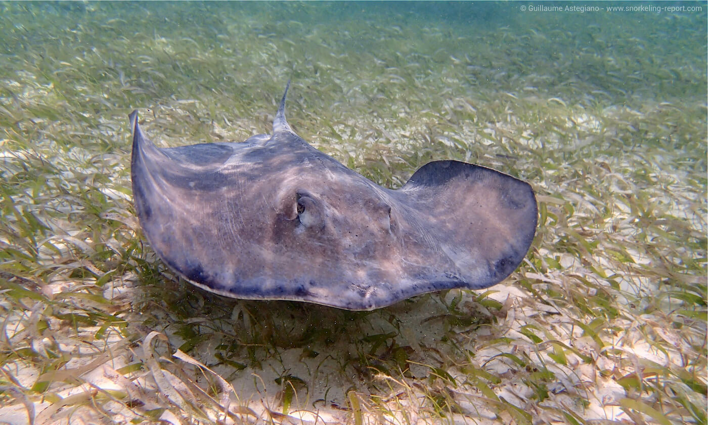 Stingray in Shark Ray Alley