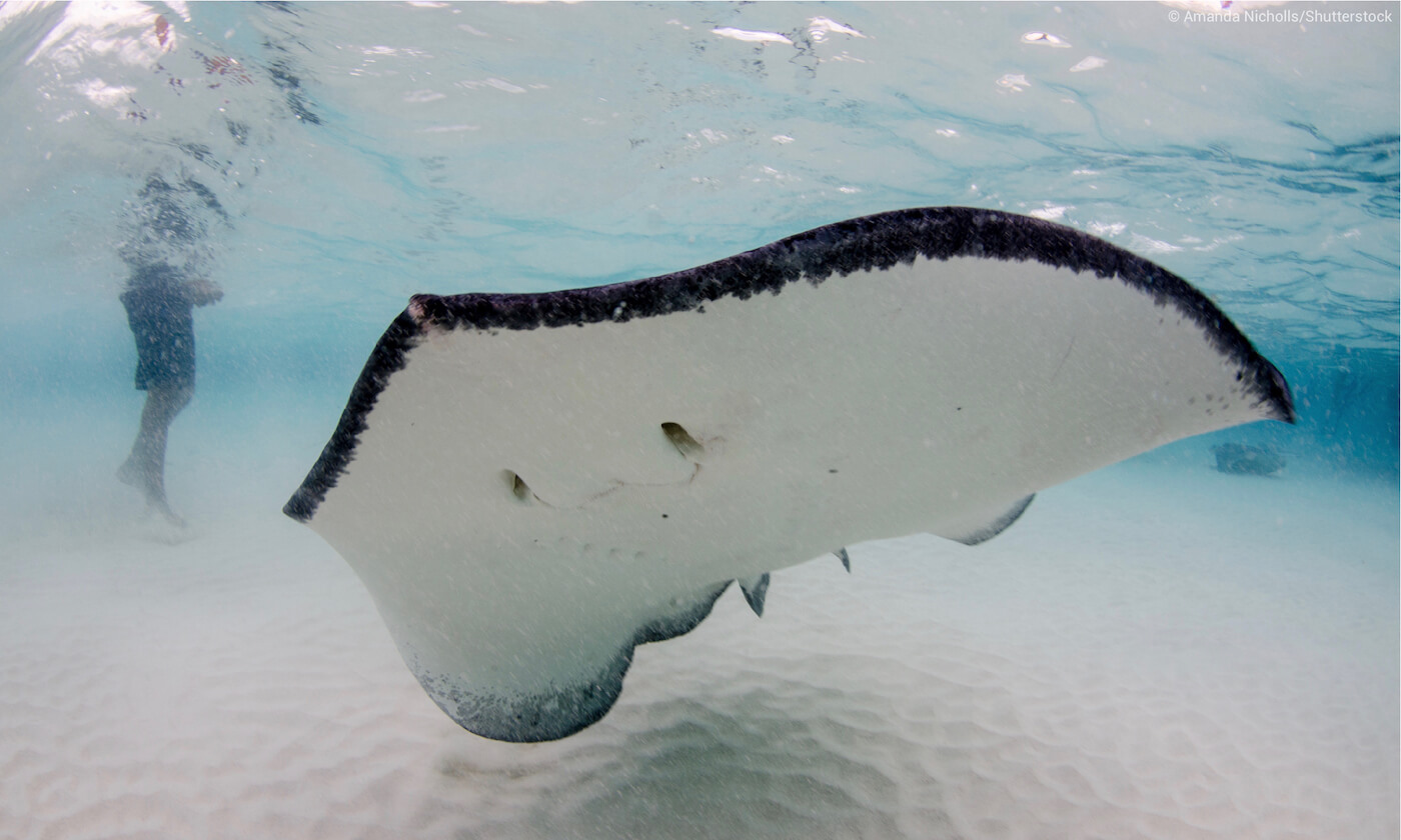 Stingray City, Cayman Islands