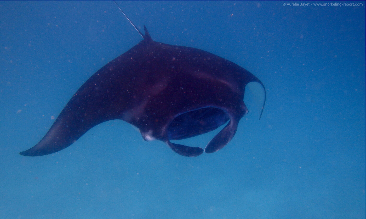 Manta ray in Velidhu