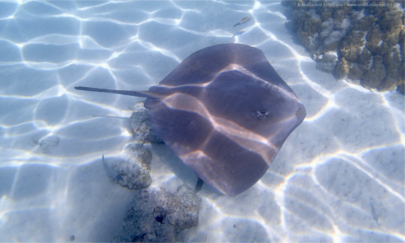 Stingray in Moorea