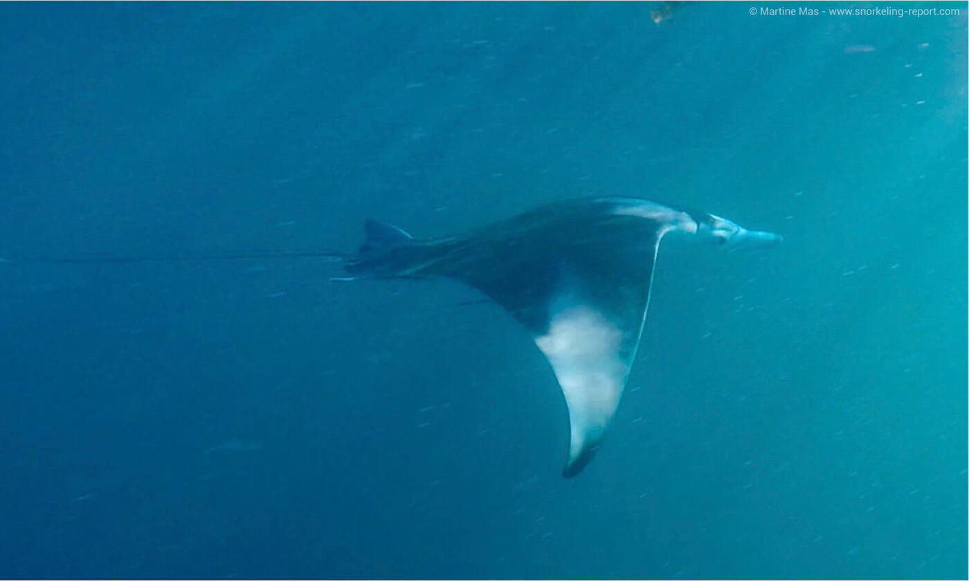 Manta ray in St Anne, Seychelles