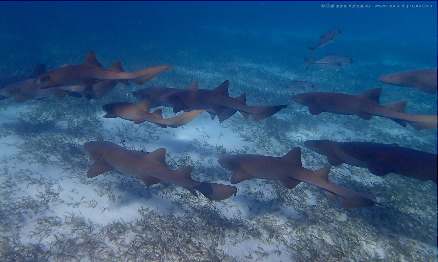 Nurse sharks in Shark Ray Alley