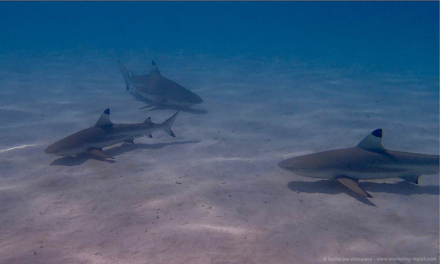 Blacktip sharks at the Shark Sandbank, Moorea