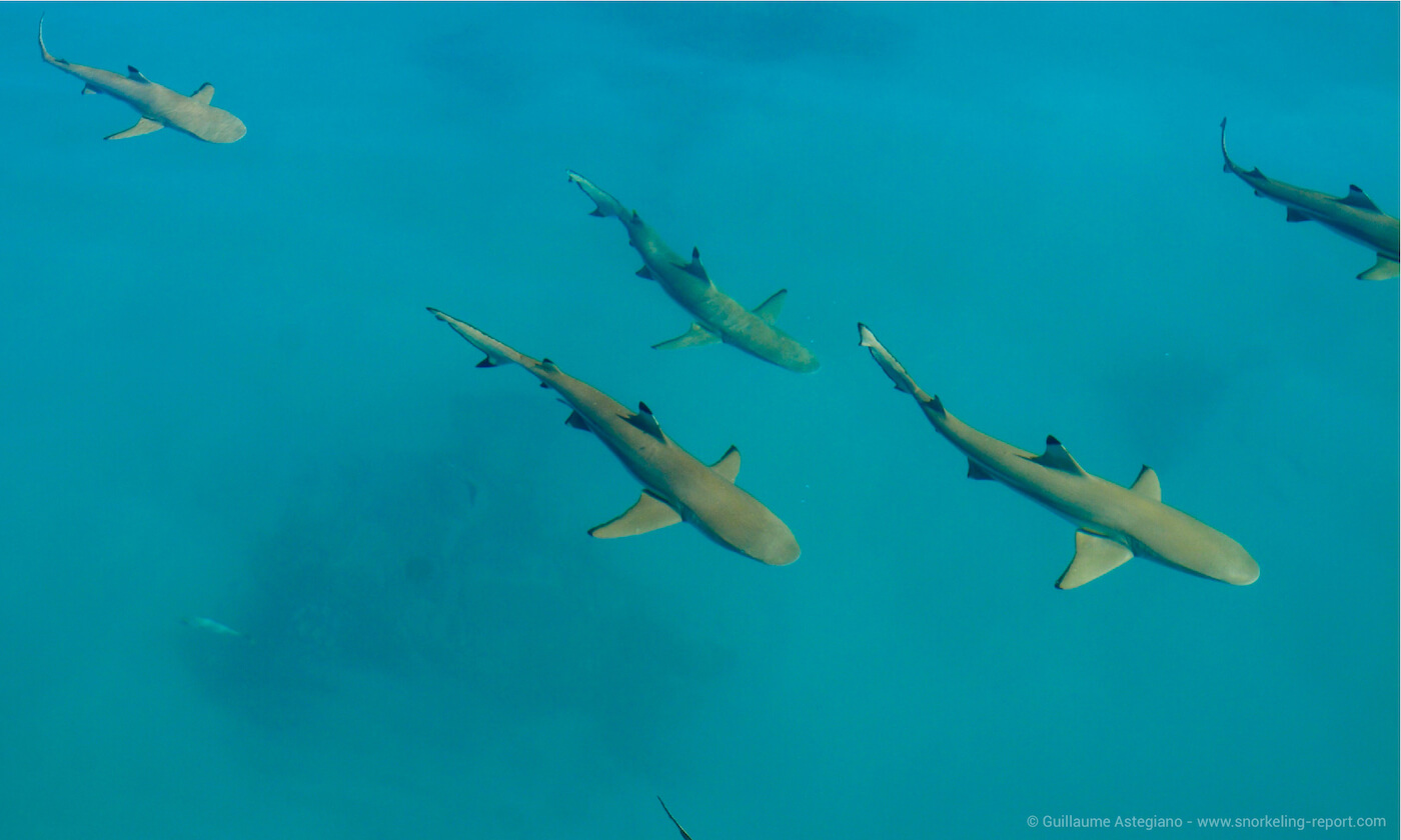 Sharks at the Blue Lagoon, Rangiroa