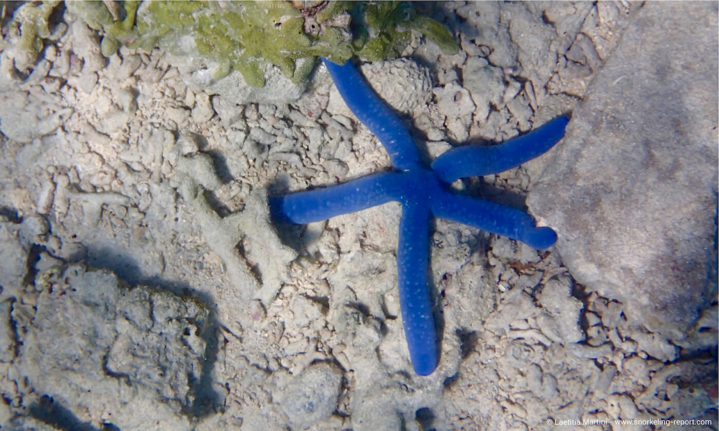 Blue starfish in Pulau Menjangan