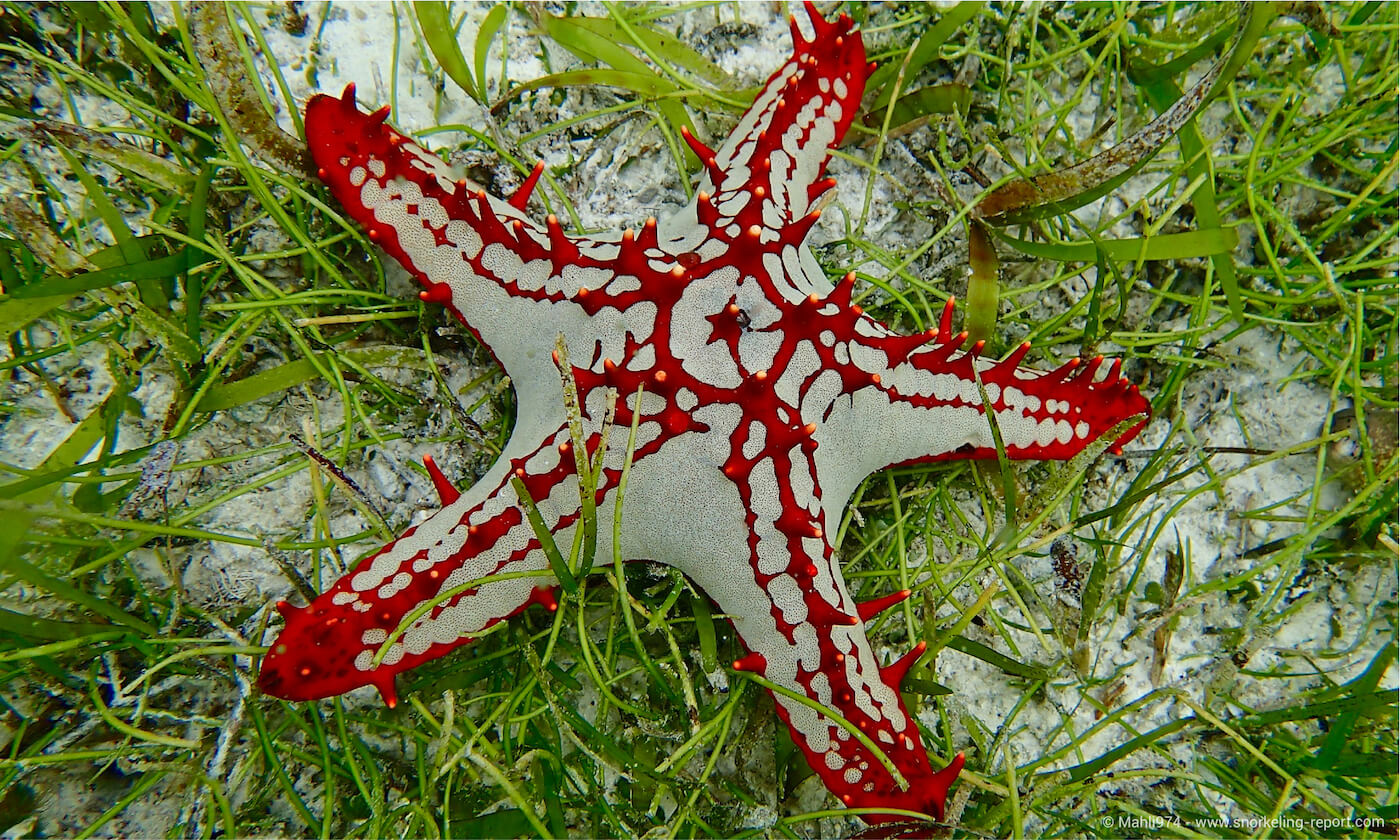 Red-knobbed starfish in Seychelles