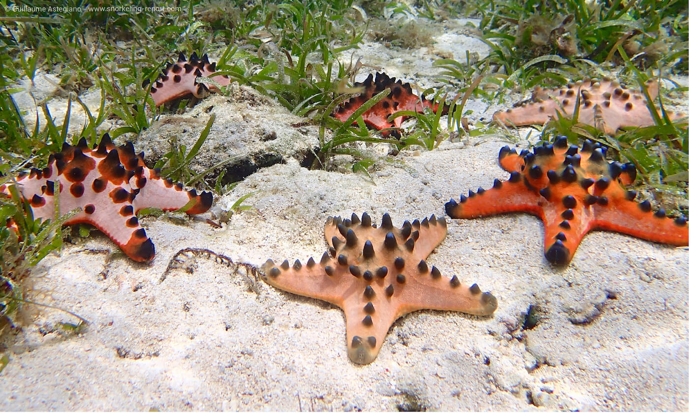 Horned sea stars in Siladen Island
