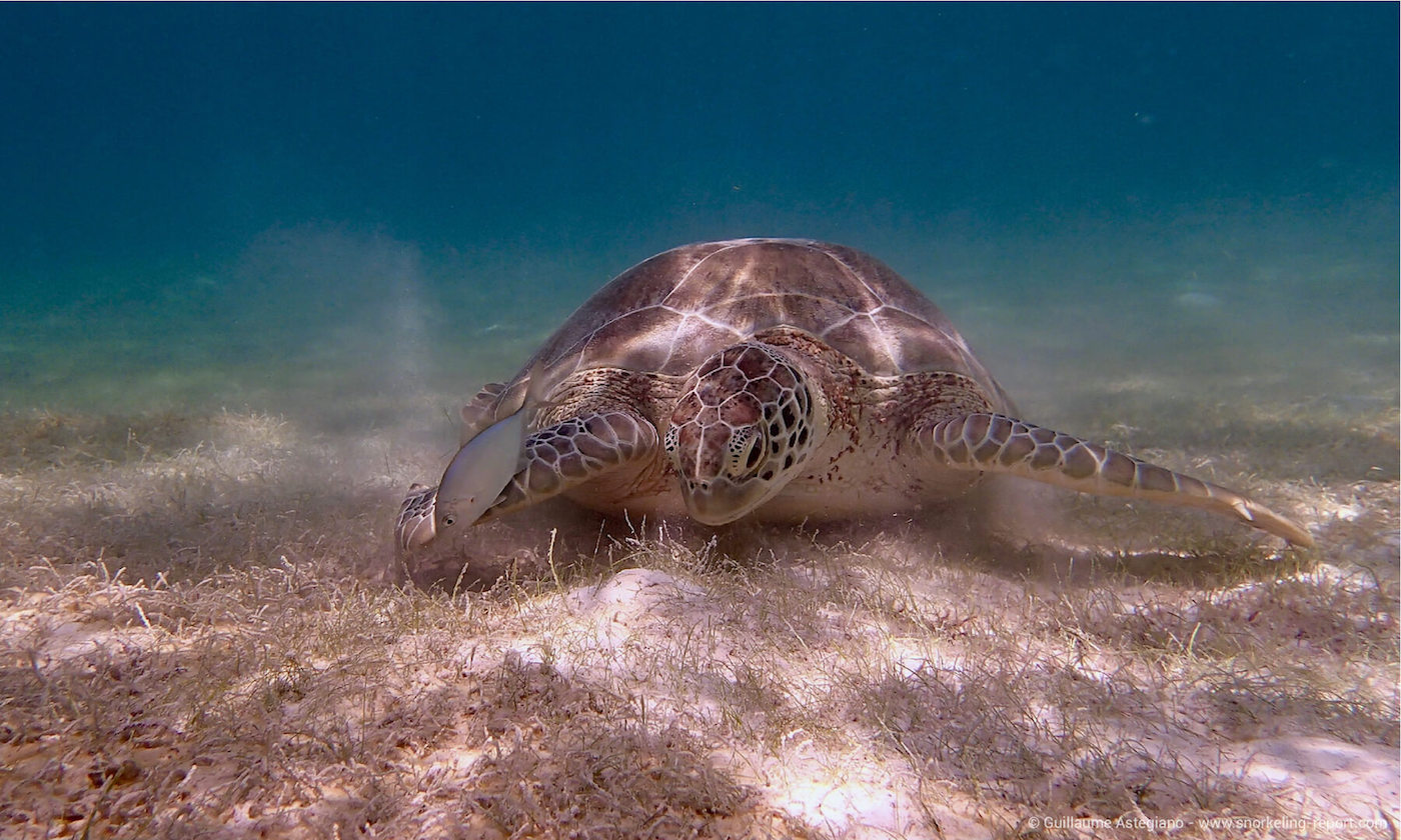 Green sea turtle in Akumal Bay, Mexico