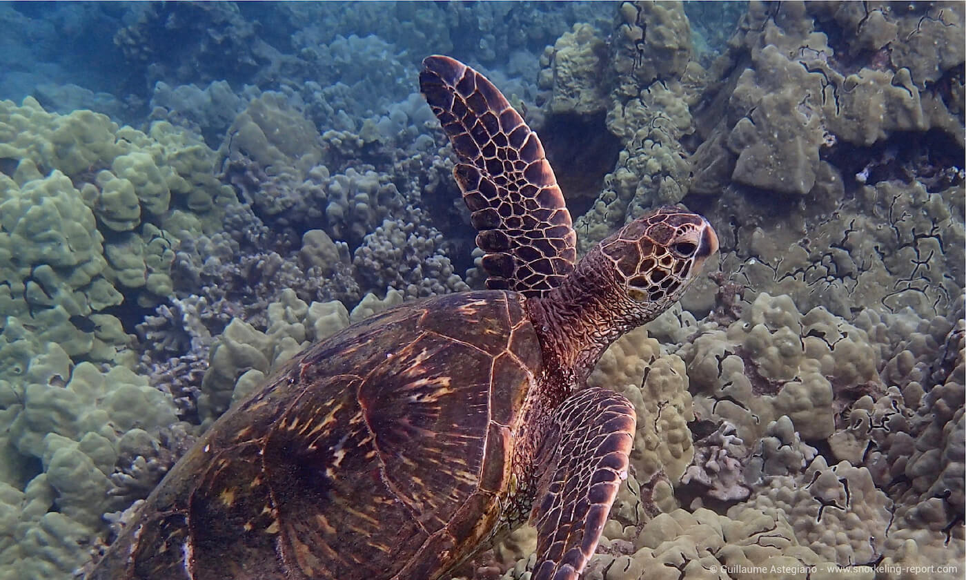 Green sea turtle in Turtle Town, Maui