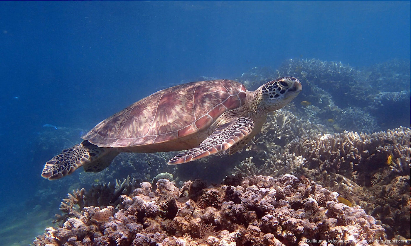 Green sea turtle at NGouja Beach drop off