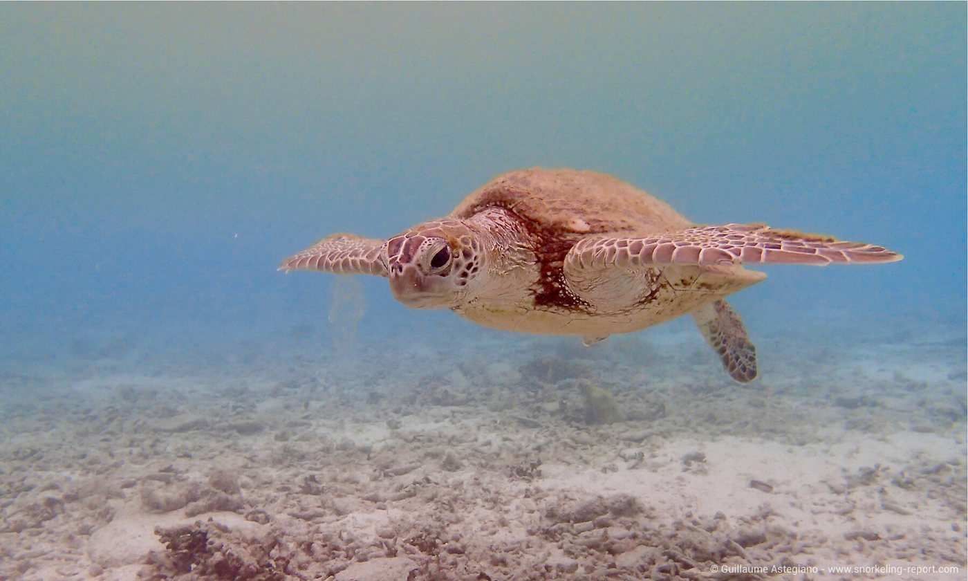 Green sea turtle in Ama Bay, Japan