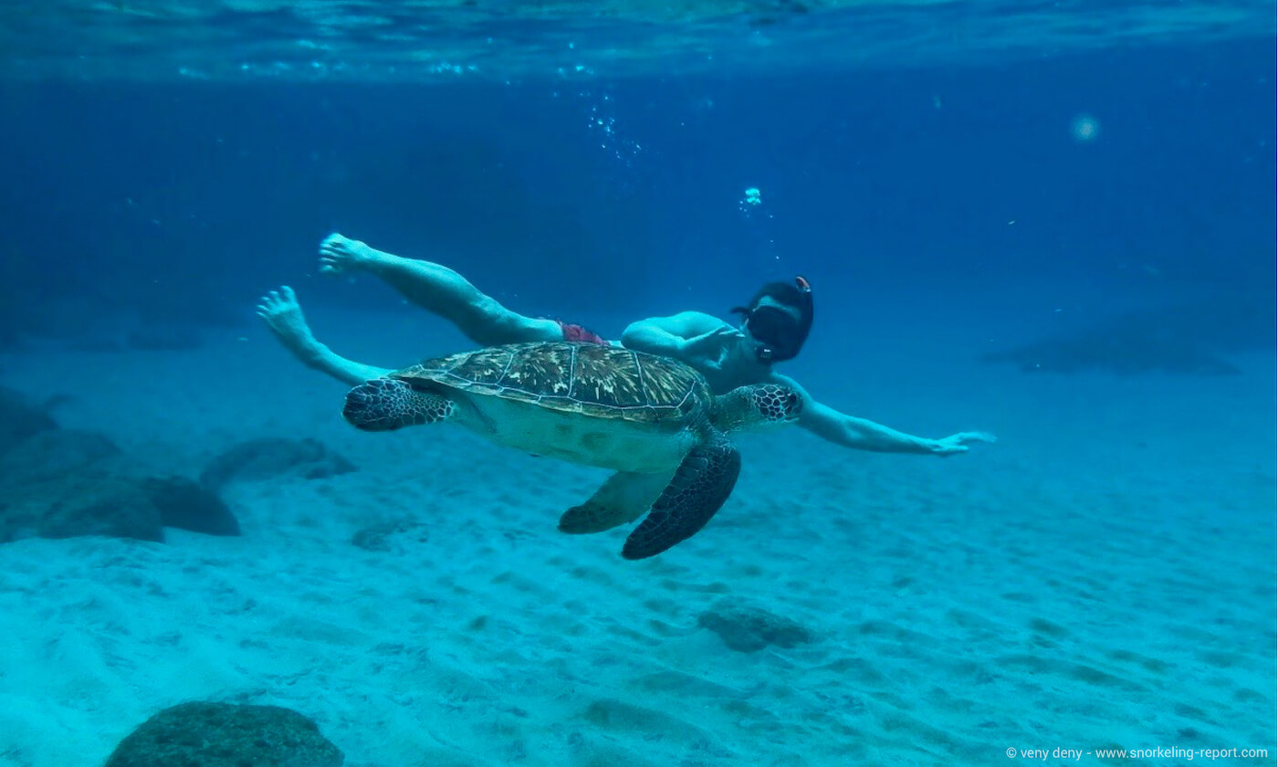 Snorkeler with a green sea turtle in Anse Dufour, Martinique