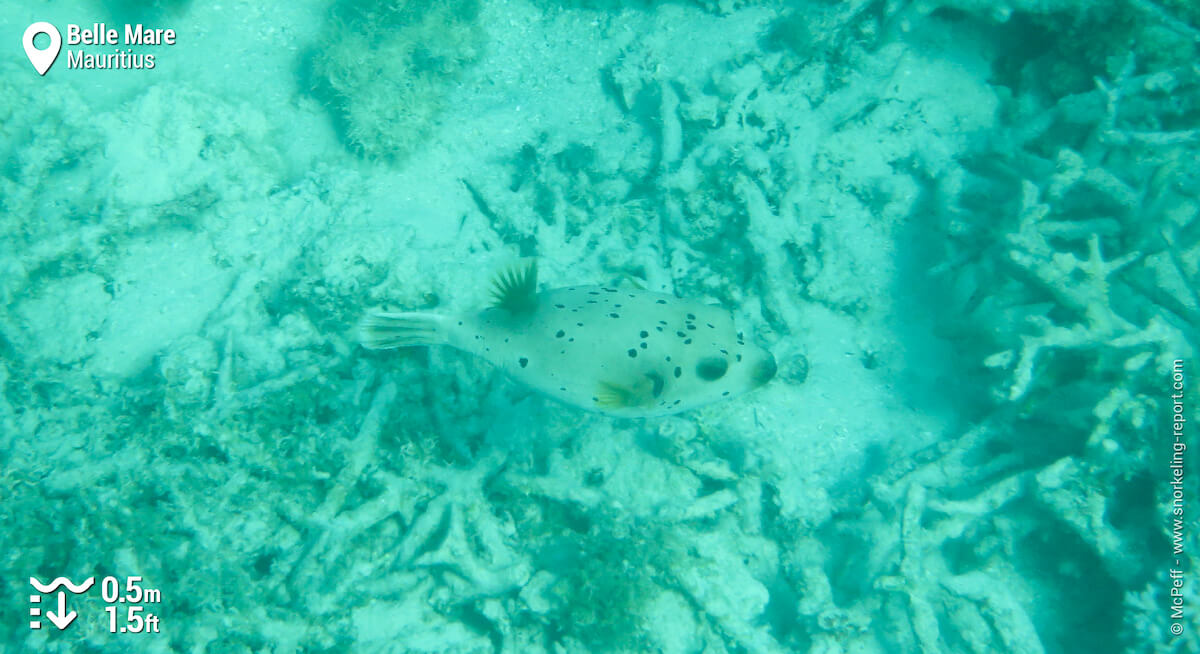 Blackspotted puffer in Belle Mare