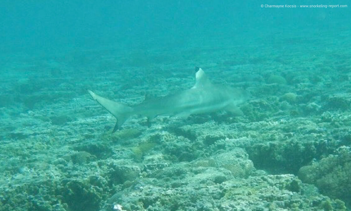 Blacktip reef shark in Lady Elliot Island