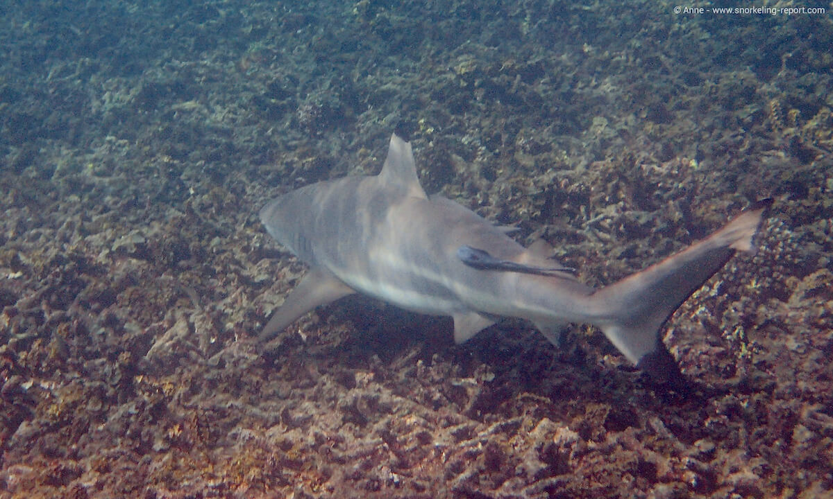 Blacktip shark in Shark Bay, Thailand