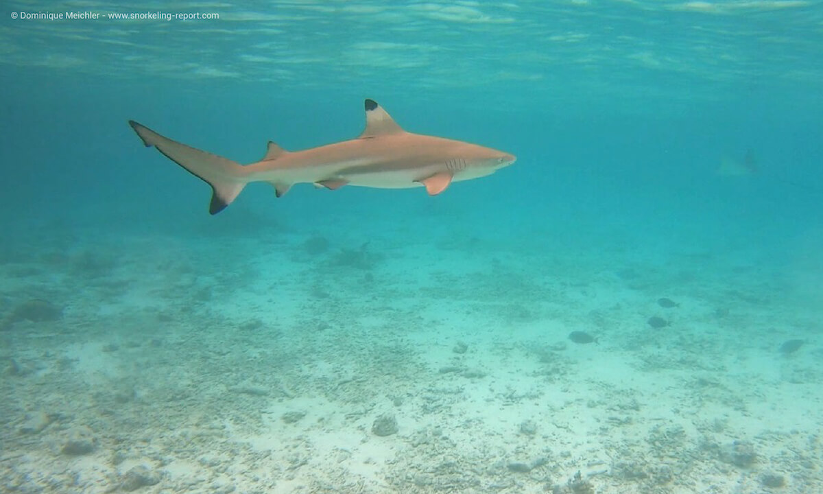 Blacktip in Vilamendhoo