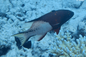 Bodianus anthioides