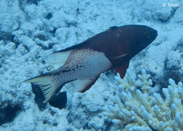 Bodianus anthioides