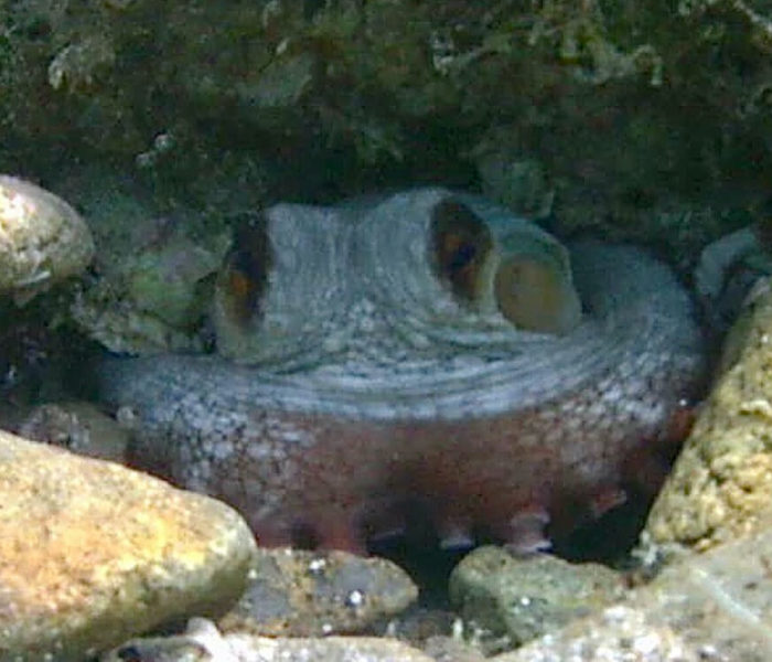 Capo Coda Cavallo