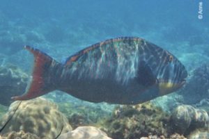  Cetoscarus bicolor