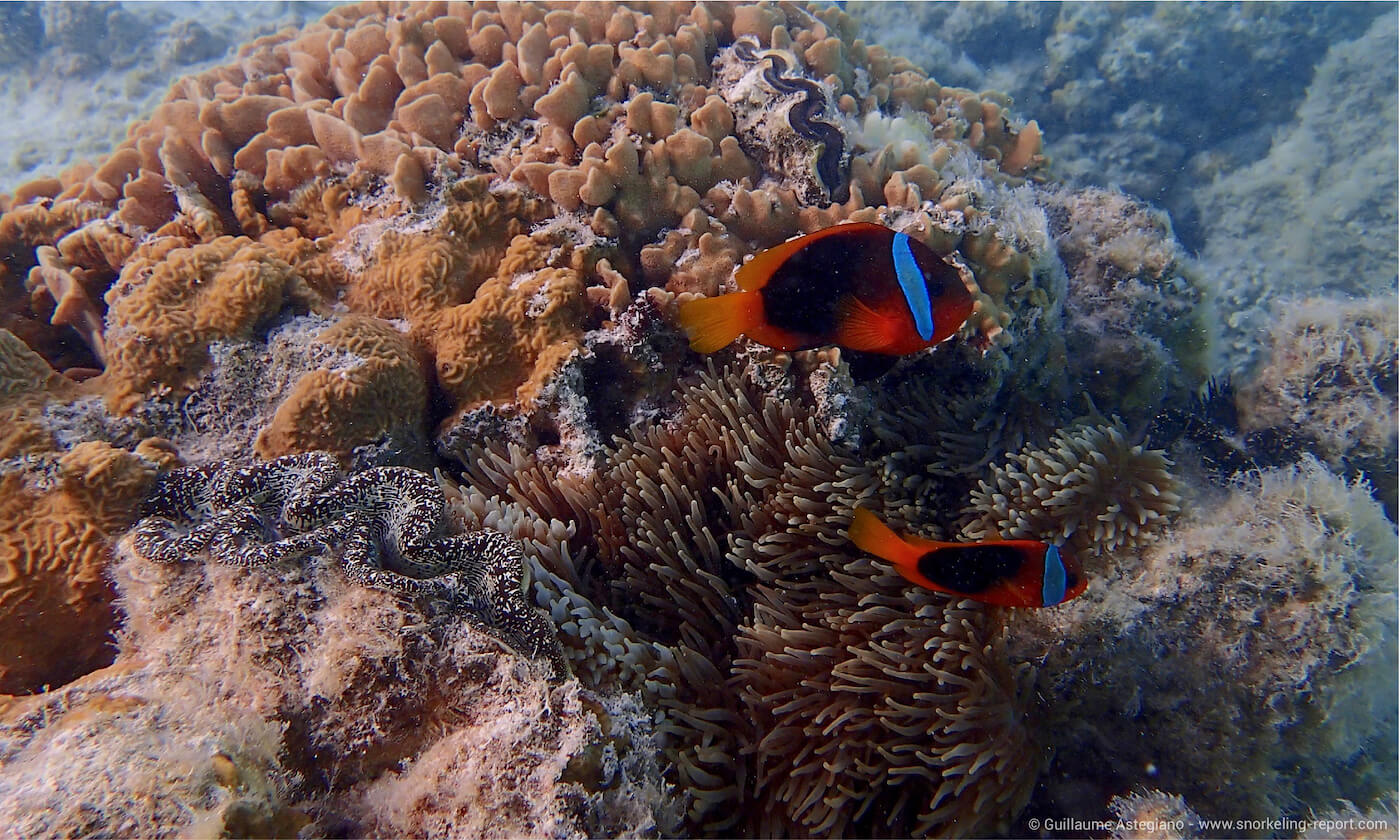 Tomato clownfish in Oro Bay