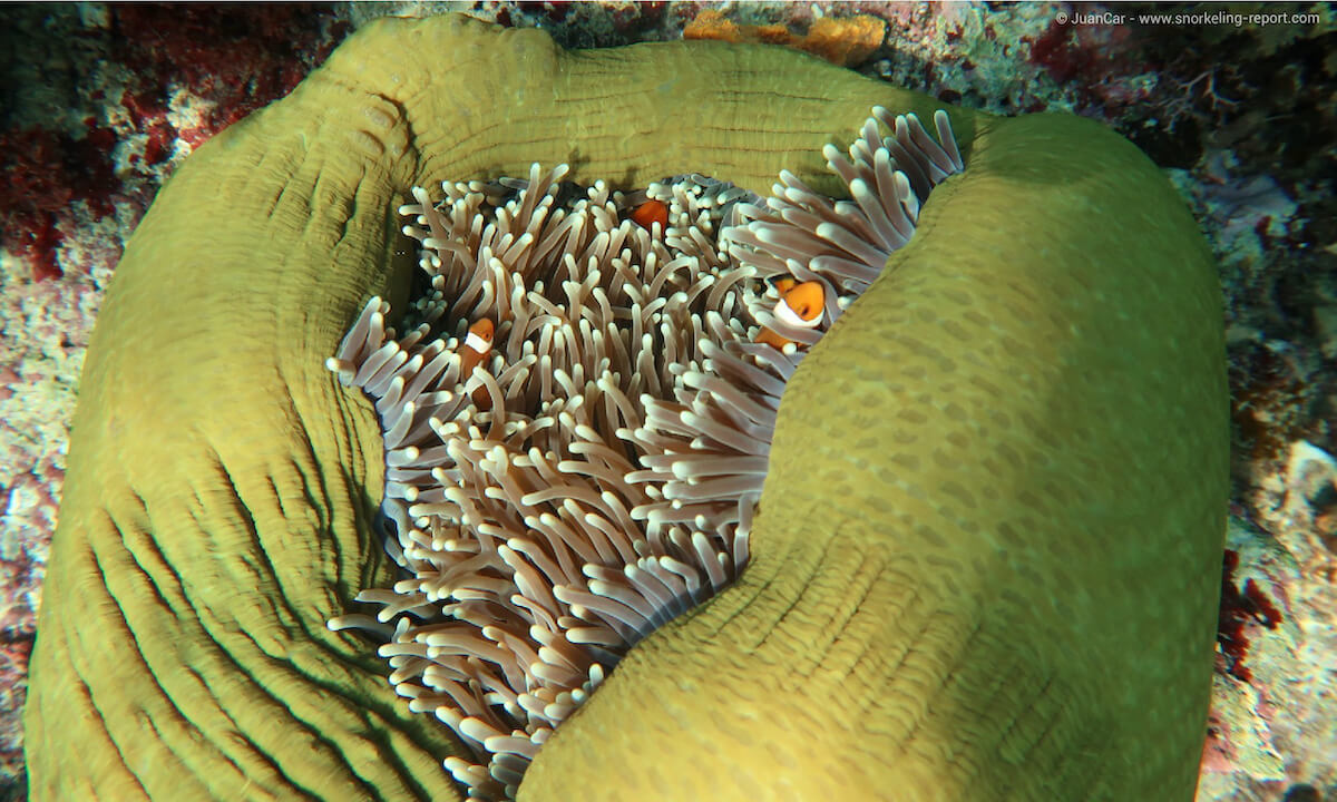 Anemonfish in El Nido