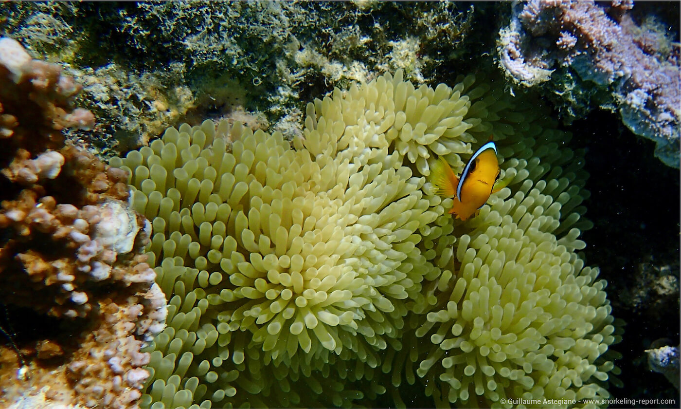 Clownfish at Sofitel Moorea