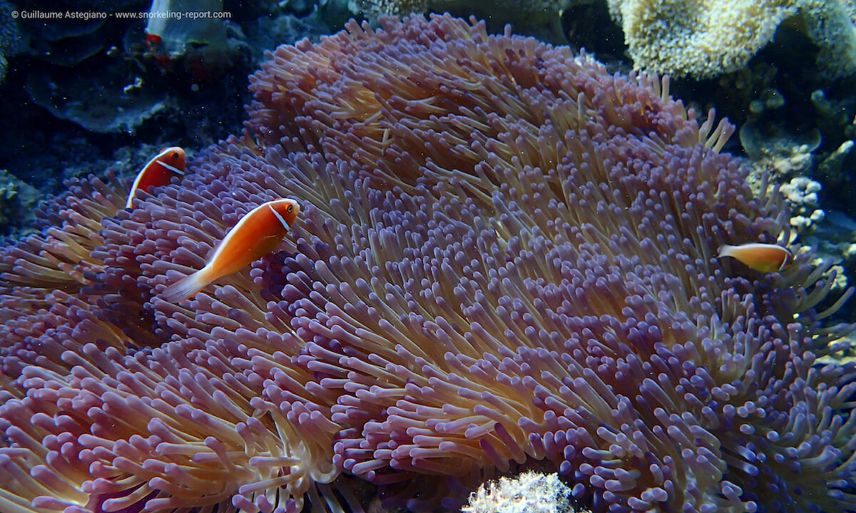 Clownfish at Opal Reef