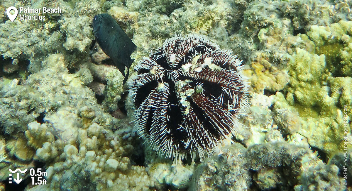 Collector sea urchin in Mauritius